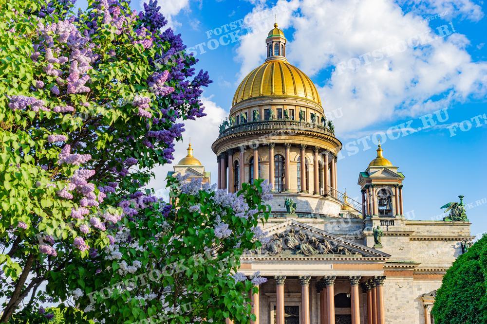 На фотографии запечатлен Исаакиевский собор в Санкт-Петербурге на фоне яркого синего неба, окружённый цветущими кустами сирени. 
Снимок может быть использован в публикациях о путешествиях, исторических статьях, для украшения интерьеров или в качестве иллюстрации к материалам об истории России.